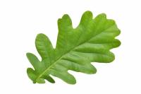 Chêne pédonculé - feuille (Quercus robur)